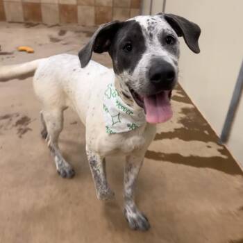 Mater -  Mixed Breed Dog for Adoption in Spokane, Washington - Mater | PetCurious