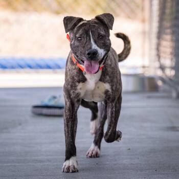 American Staffordshire Terrier Dogs Available for Adoption in Los Angeles, California - Madonna | PetCurious