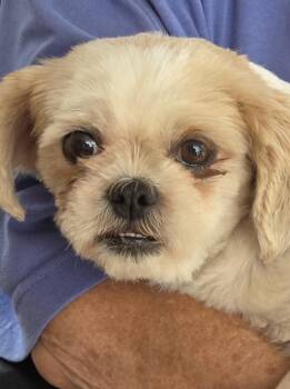 CO CO -  Shih Tzu Dog for Adoption in Harrison, Michigan - CO CO | PetCurious