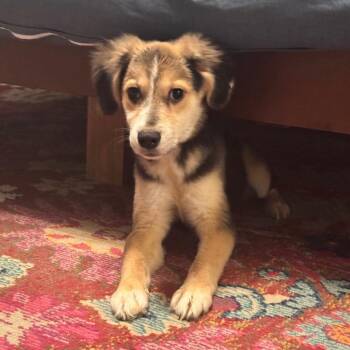 Mixed Breed Dogs Available for Adoption in Houston, Texas - Delilah | PetCurious