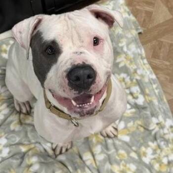 Obi -  Pit Bull Terrier Dog for Adoption in Worcester, Massachusetts - Obi | PetCurious