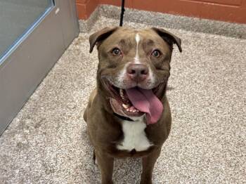 ZEUS ALLEN -  Pit Bull Terrier and Mixed Breed Dog for Adoption in Pueblo, Colorado - ZEUS ALLEN | PetCurious