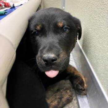 Shepherd Dogs Available for Adoption - Dil | PetCurious