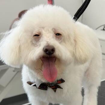 Rescue Poodle Dogs for Adoption - Cutie | PetCurious