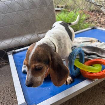 Beagle Dogs Available for Adoption - Logan | PetCurious