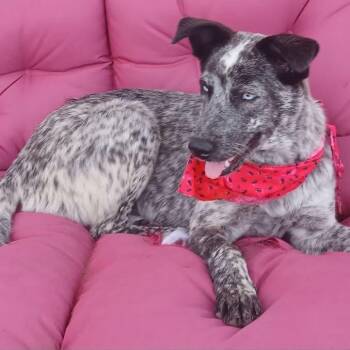 Australian Cattle Dog Blue Heeler Dogs Available for Adoption in Austin, Texas - Snow | PetCurious
