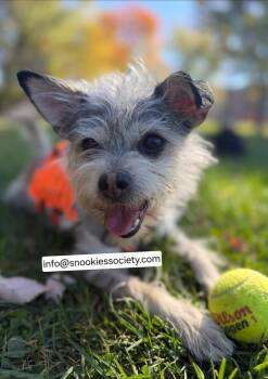 Brin -  Miniature Schnauzer Dog for Adoption in Toronto, Ontario - Brin | PetCurious