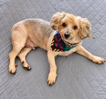 Prince -  Yorkshire Terrier and Poodle Dog for Adoption in Oxford, Michigan - Prince | PetCurious