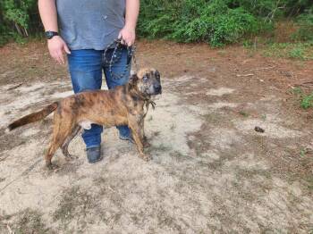 Blue Eyes -  Catahoula Leopard Dog Dog for Adoption in Silsbee, Texas - Blue Eyes | PetCurious