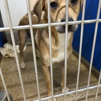 Jenny -  Labrador Retriever and Beagle Dog for Adoption in Warren, New Jersey - Jenny | PetCurious