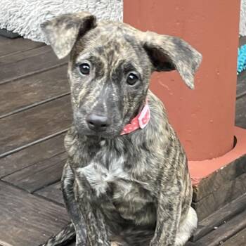Rescue Chocolate Labrador Retriever Dogs for Adoption in Ridgefield, Connecticut - Daisy | PetCurious