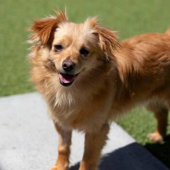 Terrier and Mixed Breed Dogs Available for Adoption in Peyton, Colorado - Latte (MR26-118) | PetCurious