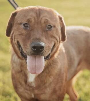 Labrador Retriever and Shar Pei Dogs Available for Adoption - Yogi Bear | PetCurious