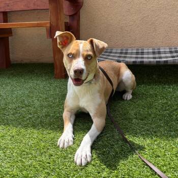 Milly -  Labrador Retriever and Mixed Breed Dog for Adoption in Long Beach, California - Milly | PetCurious