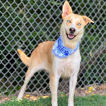Montana -  Siberian Husky and Golden Retriever Dog for Adoption in Madisonville, Texas - Montana | PetCurious