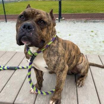 Milo -  American Bully Dog Available for Adoption in Philadelphia, Pennsylvania - Milo | PetCurious