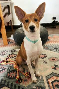 Tinkerbell -  Corgi and Terrier Dog for Adoption in Meeker, Oklahoma - Tinkerbell | PetCurious