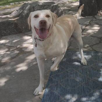 Sadie -  Golden Retriever Dog for Adoption in West Richland, Washington - Sadie | PetCurious
