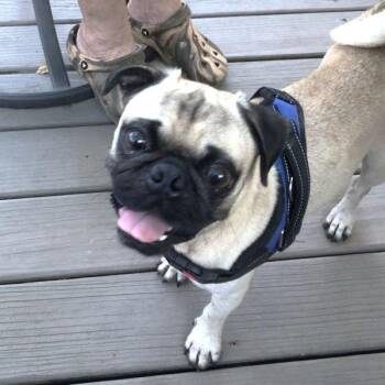 Rescue Pug Dogs for Adoption in Alvin, Texas - Ozzy | PetCurious