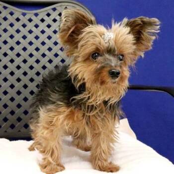 Ruth -  Yorkshire Terrier Dog for Adoption in Fort Davis, Texas - Ruth | PetCurious
