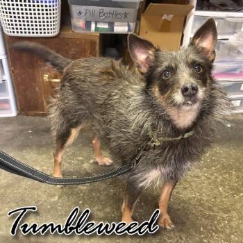 Tumbleweed -  Terrier and Mixed Breed Dog for Adoption in Hillsboro, Ohio - Tumbleweed | PetCurious