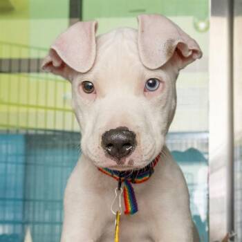 ASTRO -  Pit Bull Terrier and Mixed Breed Dog for Adoption in St. Louis, Missouri - ASTRO | PetCurious