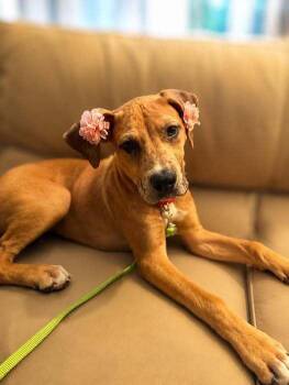 Freddie -  Mixed Breed Dog Available for Adoption in Milton, Delaware - Freddie | PetCurious
