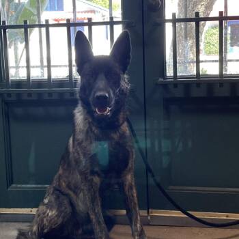 Merida -  German Shepherd Dog and Mixed Breed Dog for Adoption in Pasadena, California - Merida | PetCurious