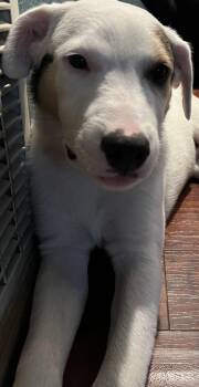 Rescue Dogo Argentino and Labrador Retriever Dogs for Adoption in Tracy, California - Captain "Cappy" | PetCurious