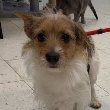 Dachshund and Chihuahua Dogs Available for Adoption - Cash | PetCurious