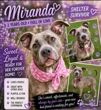 Miranda -  Terrier Dog for Adoption in Cape Coral, Florida - Miranda | PetCurious