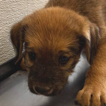 109036 -  Mixed Breed Dog for Adoption in Las Cruces, New Mexico - 109036 | PetCurious