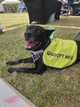 Cattle Dog and Chow Chow Dogs Available for Adoption in Raeford, North Carolina - Mattie Girl | PetCurious