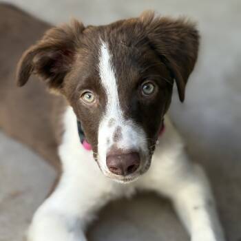 Rescue Border Collie Dogs for Adoption in The Woodlands, Texas - Heartland No. 110 | PetCurious