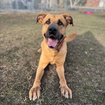 Domino -  Yellow Labrador Retriever Dog for Adoption in Albert Lea, Minnesota - Domino | PetCurious