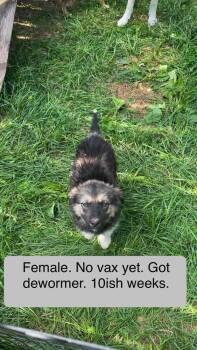 Zia -  Shepherd and Mixed Breed Dog for Adoption in Calgary, Alberta - Zia | PetCurious