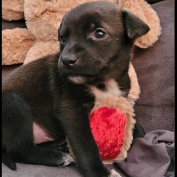 Mixed Breed Dogs Available for Adoption - Begonia | PetCurious