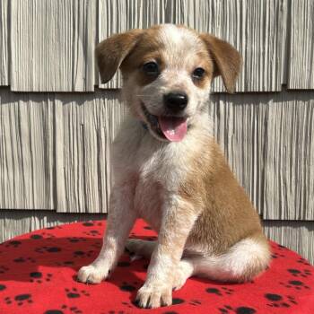 Megaphone -  Australian Shepherd and Mixed Breed Dog for Adoption in Cincinnati, Ohio - Megaphone | PetCurious