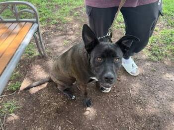 Labrador Retriever Dogs Available for Adoption - Ariel | PetCurious