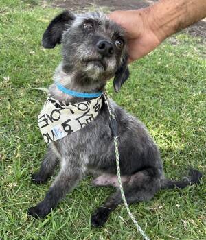 Miniature Schnauzer and Border Terrier Dogs Available for Adoption in Bell Gardens, California - JIMMY | PetCurious