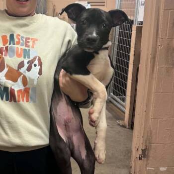 Flannel -  Mixed Breed Dog for Adoption in Edwardsville, Illinois - Flannel | PetCurious
