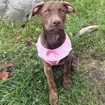 Gravy -  Pit Bull Terrier and Mixed Breed Dog for Adoption in Pelham, New Hampshire - Gravy | PetCurious