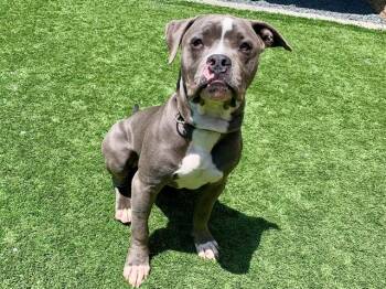 Pit Bull Terrier and Mixed Breed Dogs Available for Adoption in Moreno Valley, California - BERNARDO | PetCurious