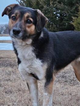 Mecha -  Australian Shepherd and German Shepherd Dog Dog for Adoption in Pratt, Kansas - Mecha | PetCurious