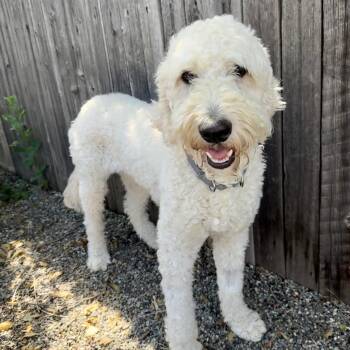 Goldendoodle Dogs Available for Adoption in Mead, Colorado - Hardy | PetCurious