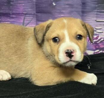 Pit Bull Terrier Dogs Available for Adoption - Kolache | PetCurious