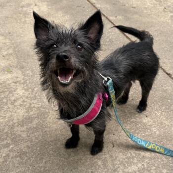 Cairn Terrier and Mixed Breed Dogs Available for Adoption in The Woodlands, Texas - Halley | PetCurious