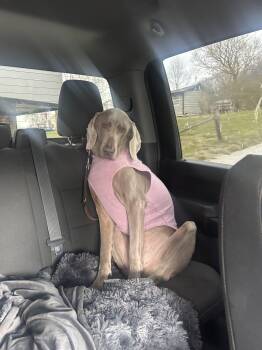 Weimaraner Dogs Available for Adoption - Violet | PetCurious