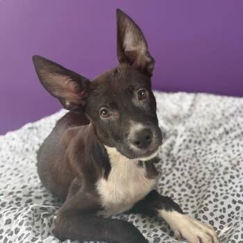 Lulu Luv Bug -  Terrier Dog for Adoption in Houston, Texas - Lulu Luv Bug | PetCurious
