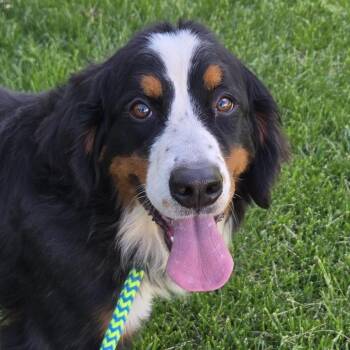 Bernese Mountain Dog Dogs Available for Adoption in Cincinnati, Ohio - Lacey | PetCurious